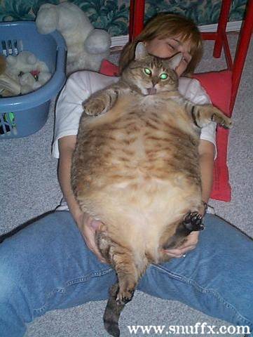 Grosse chatte