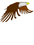 Drôle d'oiseau