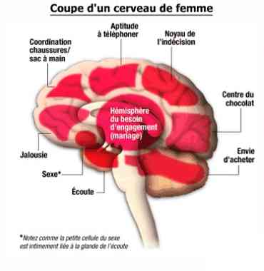 CERVEAU FEMININ