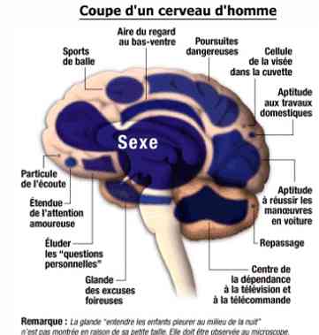 CERVEAU MASCULIN